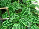 Zebra Plant